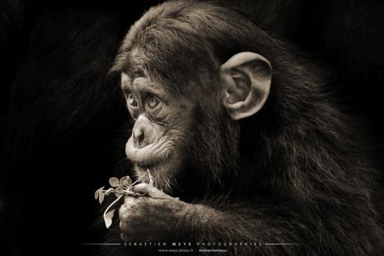 Collection sépia - chimpanze