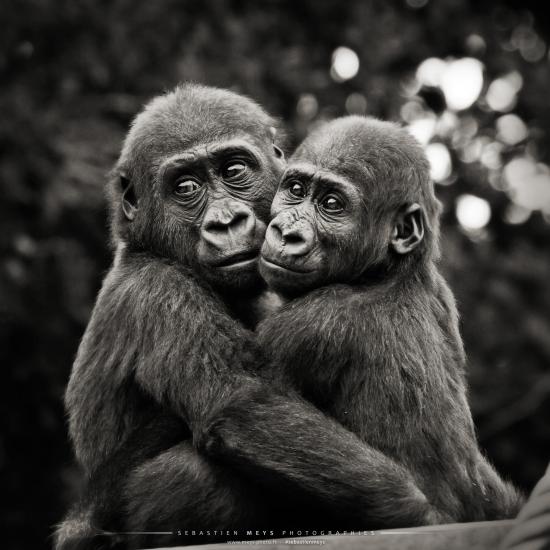 Gorilles portraits intimes, livre et exposition