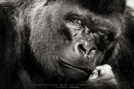 Gorilles portraits intimes, livre et exposition