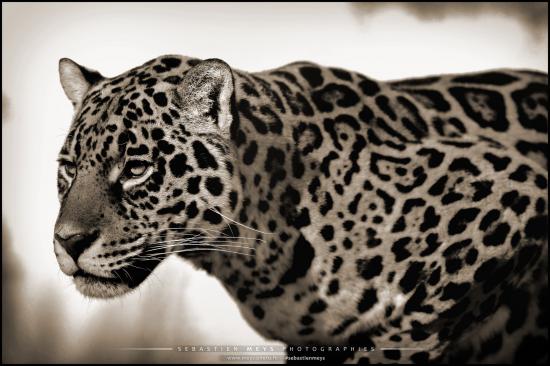 Collection sépia - jaguar