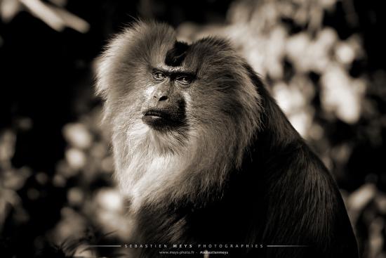 Collection sépia - macaque