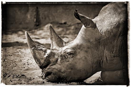 Collection sépia - rhinoceros