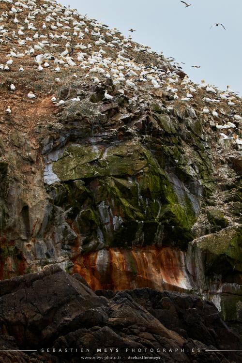 Colonie de fou de bassan sur l'île Rouzic dans les rocher