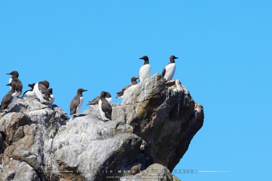 Pingouin Torda aux 7 îles
